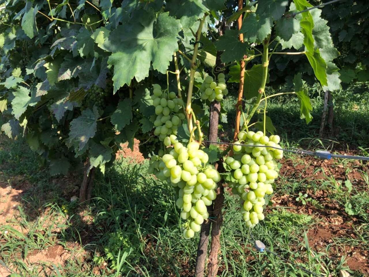 Green Silence - Vuk Podgorica Ngoại thất bức ảnh